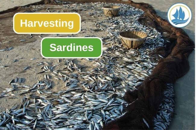 5 Methods Fishermen Use to Harvest Sardines